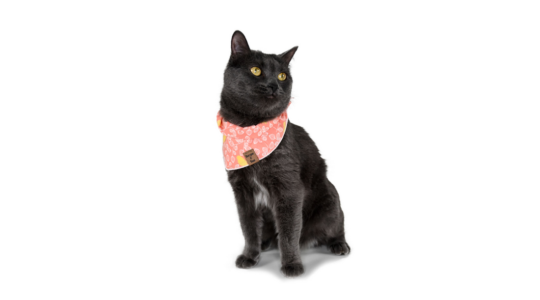 Grey Cat in a cat bandana, cute grey cat with yellow eyes, Bandanas for cats