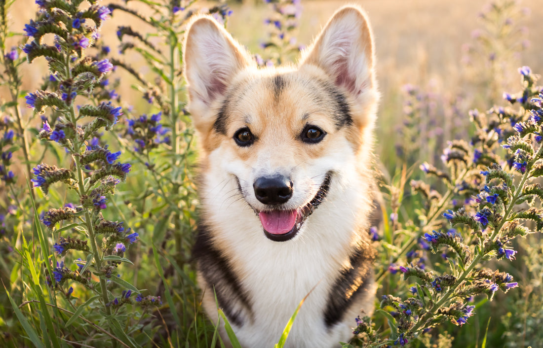 TOP 5 PLACES TO GO FOR A PHOTO OP WITH YOUR DOG