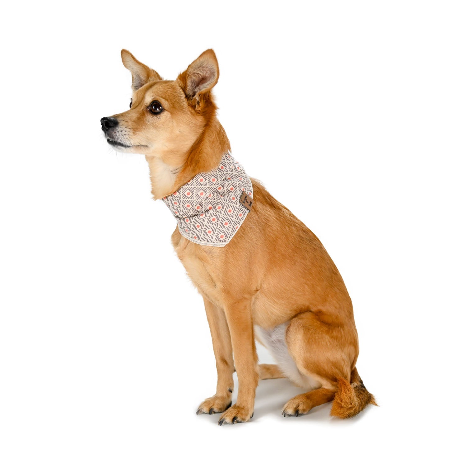 Eevee in her mosaic black white and red pet bandana