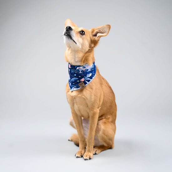 Eevee posing in her aquatic bioluminescence bandana