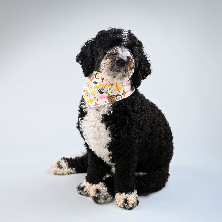 Miko sitting nicely and waiting for a treat in his pink sushi bandana