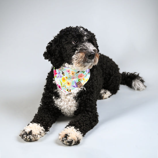 Miko laying down and resting in his flower patterned bandana