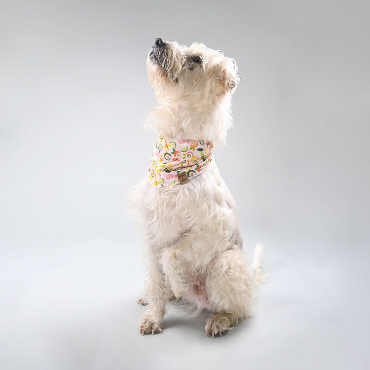 Arthur looking up and posing on one leg in his Sushi-me bandana