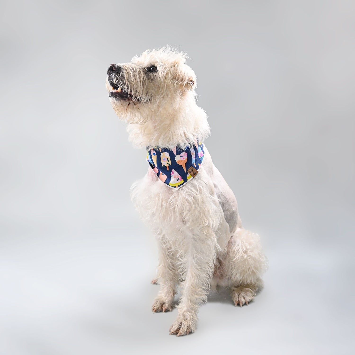 cute white dog looking up at owner in sweet sorbet pet bandana