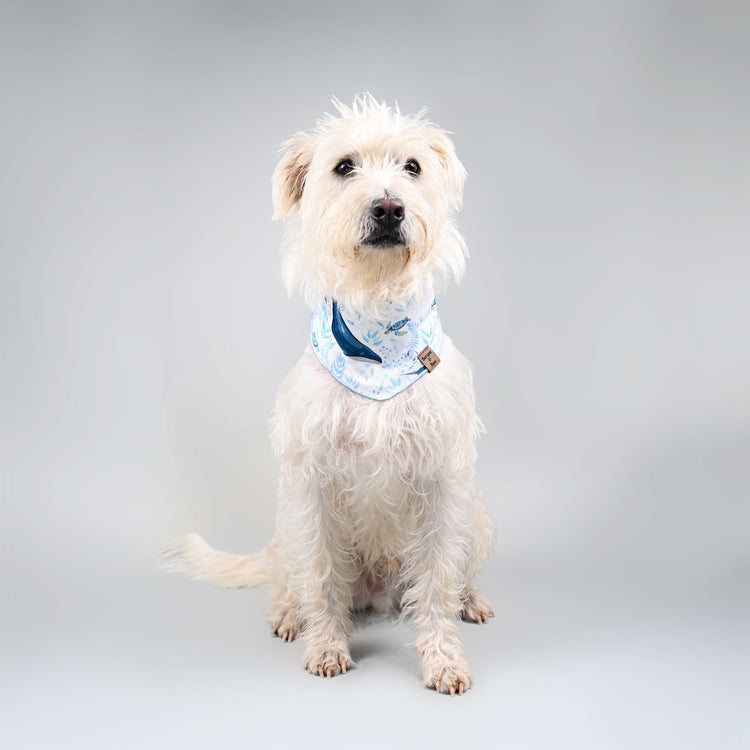 white pup Arthur sitting still in his ocean blues pet bandana