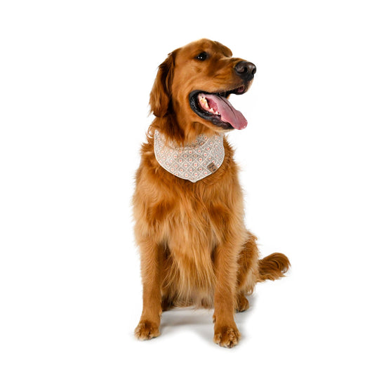 Benny sticking his tongue out while posing in his Terracotta Gem pet bandana