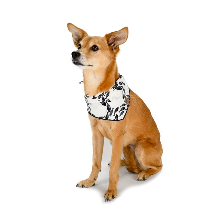 Eevee sitting and looking pretty in her black and white fish bandana