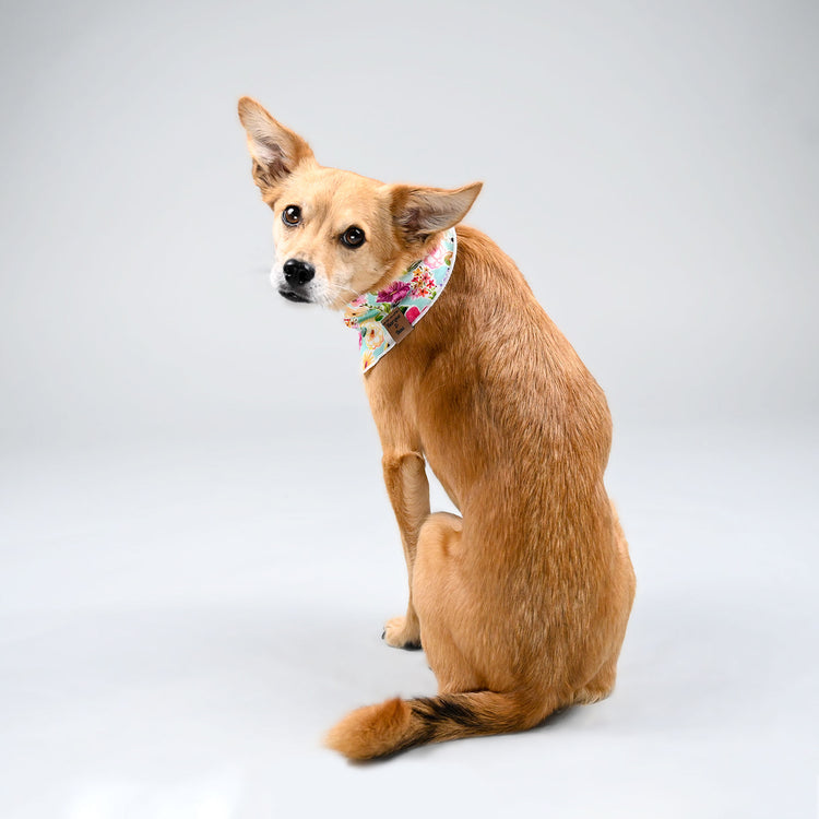 Eevee looking over her shoulder in her sweet bee bandana