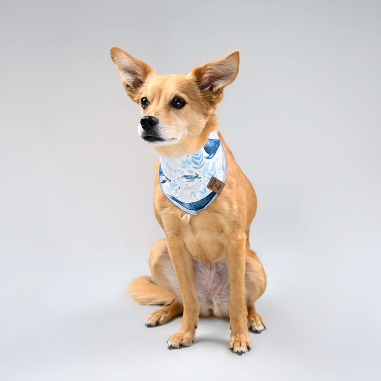 Eevee waiting patiently in her blue underwater whale bandana