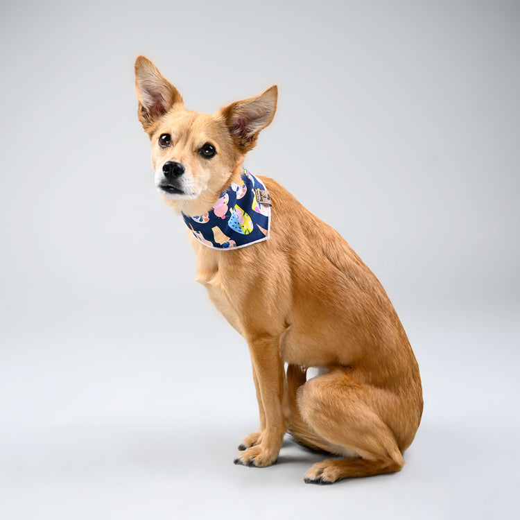 Eevee sitting nicely in her ice cream patterned bandana