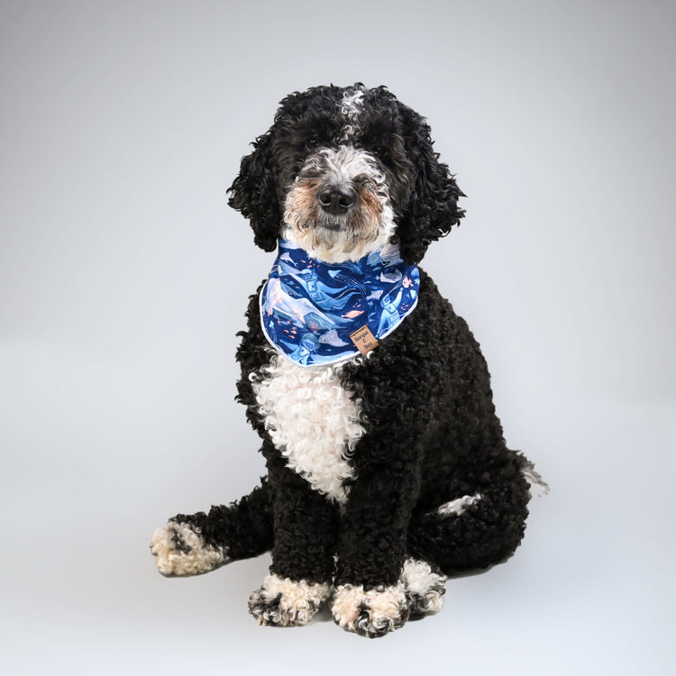 Miko looking fabulous in his blue undersea bandana