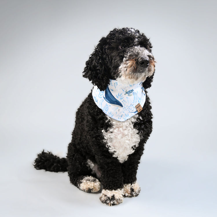 Miko looking off into the distance in his blue undersea aquatic Ocean Blues pet bandana