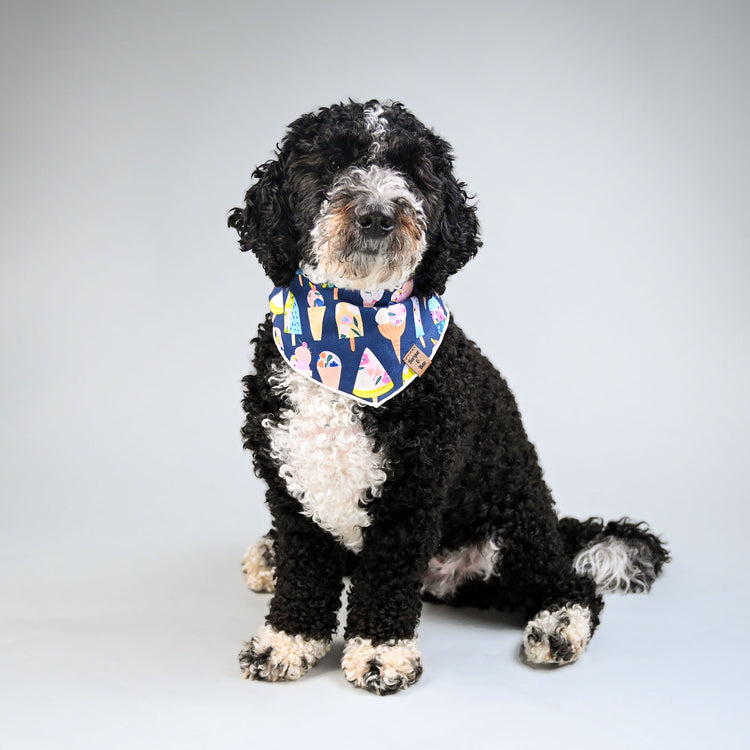 Miko looking regal in his sweet sorbet bandana