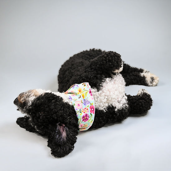 black and white dog laying down in his flower patterned bandana
